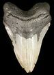 Megalodon Tooth - North Carolina #49515-1